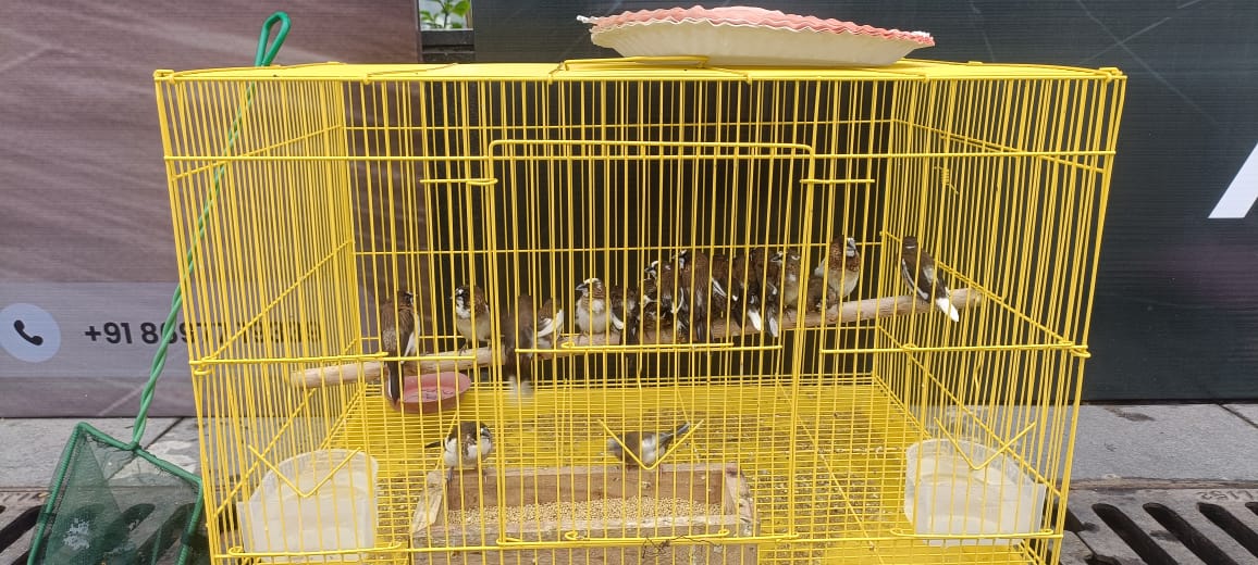 Live finch birds in a yellow bamboo cage — biophilic fauna